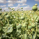 Imagen: Papaver somniferum. safakcakir / Shutterstock